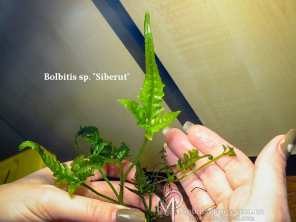 Папороть Bolbitis sp. "Siberut"