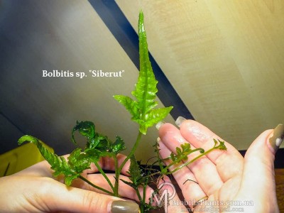 Папоротник Bolbitis sp. "Siberut" Папоротник Bolbitis sp. "Siberut"