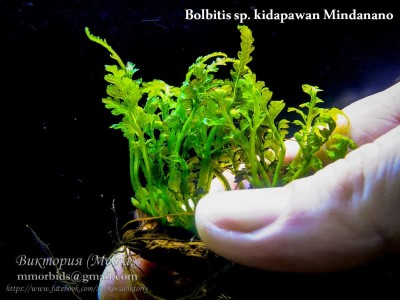 Папоротник Bolbitis Mindanao Папоротник Bolbitis Mindanao