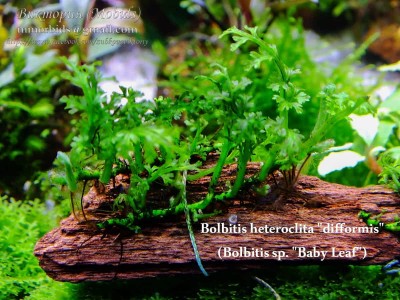 Папоротник Bolbitis heteroclita difformis (Bolbitis sp. "Baby Leaf") Папоротник Bolbitis heteroclita difformis (Bolbitis sp. "Baby Leaf")