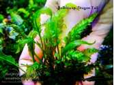 Папороть Bolbitis sp. Dragon Tail