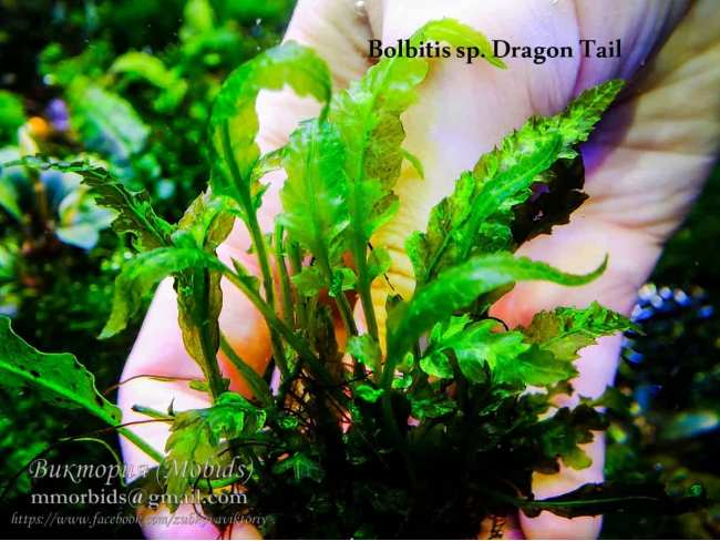 Папороть Bolbitis sp. Dragon Tail