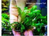 Папороть Bolbitis sp. Dragon Tail