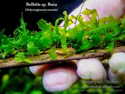 Папоротник Bolbitis sp. Buea