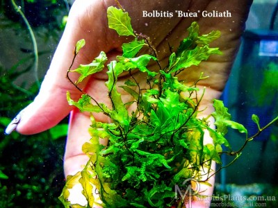 Папоротник Bolbitis sp. Buea Goliath