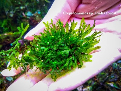 Папоротник Crepidomanes sp. Lhaha Forest
