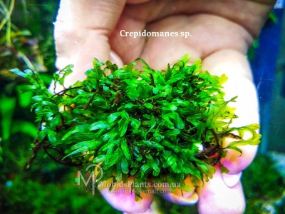 Папоротник Crepidomanes sp.