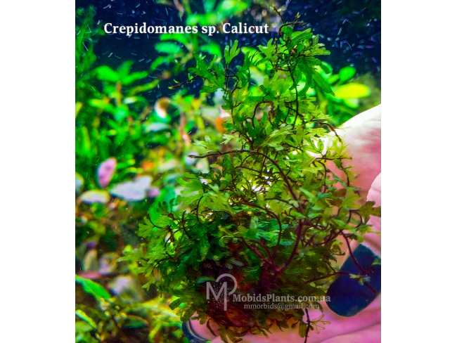 Папороть Crepidomanes sp. Calicut