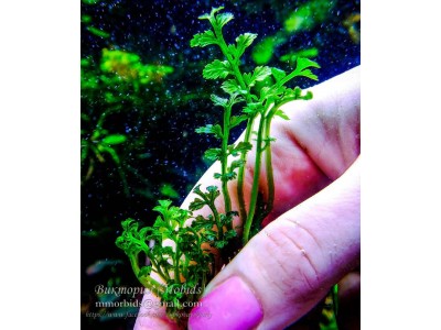 Папоротник Bolbitis heteroclita Cuspidata Папоротник Bolbitis heteroclita Cuspidata