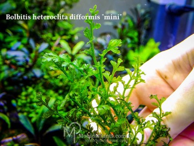 Папоротник Bolbitis heteroclita difformis "mini" Папоротник Bolbitis heteroclita difformis "mini"