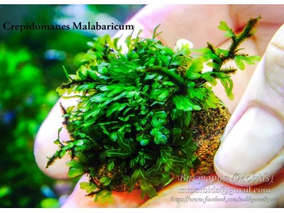Папоротник Crepidomanes Malabaricum