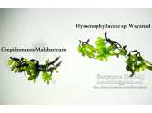 Папороть Hymenophyllaceae sp. Wayanad