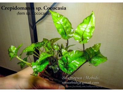 Папоротник Crepidomanes sp. Cococasia