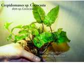 Папороть Crepidomanes sp. Cococasia