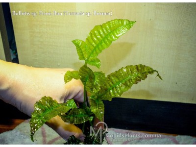 Папоротник Bolbitis sp. From Bau (Tectaria sp. Borneo)