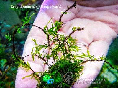 Папоротник Crepidomanes sp. Grape leaf 2