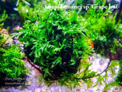 Папоротник Crepidomanes sp. Grape leaf Папоротник Crepidomanes sp. Grape leaf