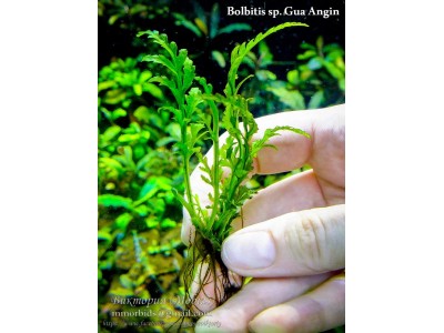 Папоротник Bolbitis sp. Gua Angin