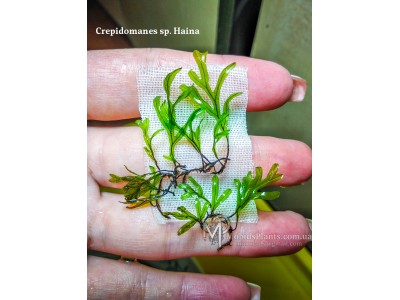 Crepidomanes sp. Haina Crepidomanes sp. Haina