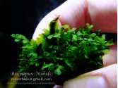 Папороть Hymenophyllaceae sp. Wayanad