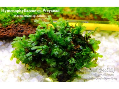 Папоротник Hymenophyllaceae sp. Wayanad