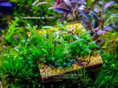 Папоротник Crepidomanes sp. India