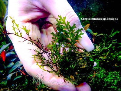 Папоротник Crepidomanes sp. Insigne