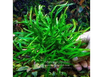 Папоротник Microsorum sp. Lanjak Entimau
