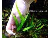 Папороть Bolbitis sp. Long leaf