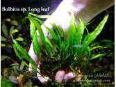 Папороть Bolbitis sp. Long leaf