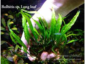 Папороть Bolbitis sp. Long leaf