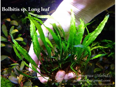 Папоротник Bolbitis sp. Long leaf Папоротник Bolbitis sp. Long leaf