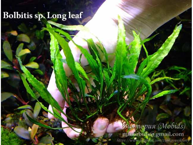 Папороть Bolbitis sp. Long leaf