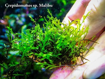 Папоротник Crepidomanes sp. Malibu