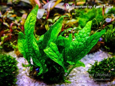 Папоротник Microsorum sp. From India