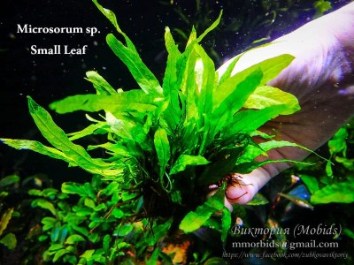 Папоротник Microsorum sp. Small Leaf Папоротник Microsorum sp. Small Leaf