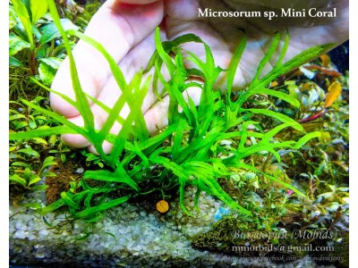 Папоротник Microsorum sp. Mini Coral