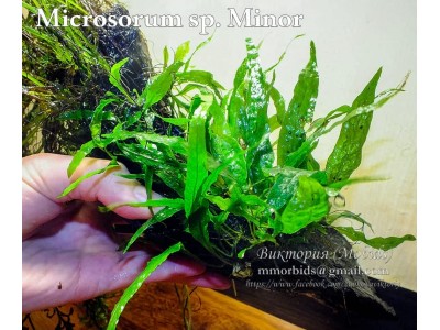 Папоротник Microsorum sp. Minor Папоротник Microsorum sp. Minor