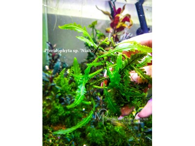 Папоротник Pteridophyta sp. "Niah" Папоротник Pteridophyta sp. "Niah"