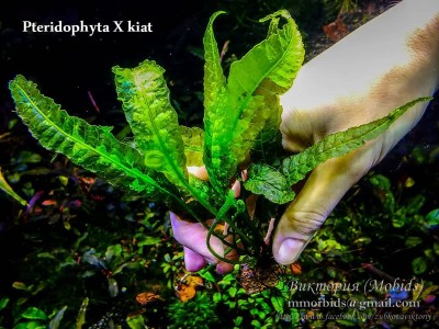 Папоротник Pteridophyta X kiat