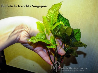 Папоротник Bolbitis heteroclita Singapore Папоротник Bolbitis heteroclita Singapore