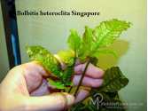 Папороть Bolbitis heteroclita Singapore