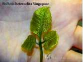 Папороть Bolbitis heteroclita Singapore