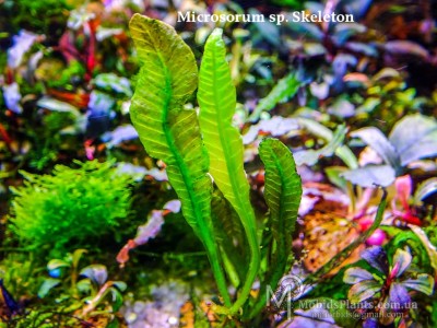 Папоротник Microsorum sp. Skeleton