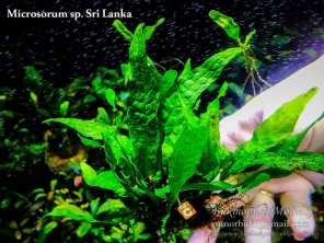 Папороть Microsorum sp. Sri Lanka