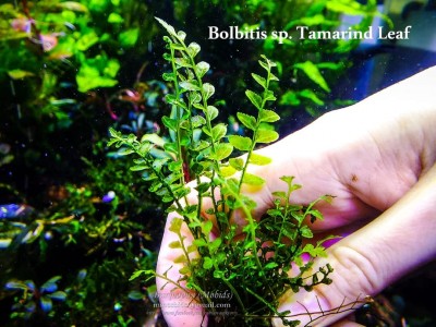 Папоротник Bolbitis sp. Tamarind Leaf