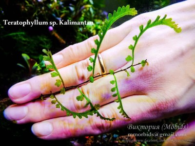 Папоротник Teratophyllum sp. Kalimantan