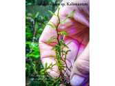 Папороть Teratophyllum sp. Kalimantan