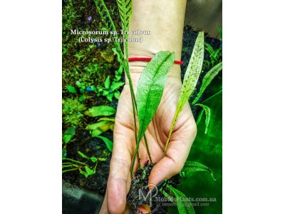 Microsorum sp. Tri colour aka Colysis sp. Tri color Microsorum sp. Tri colour aka Colysis sp. Tri color