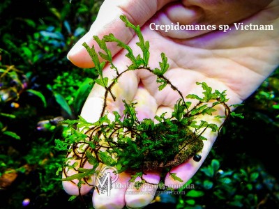 Папоротник Crepidomanes sp. Vietnam Папоротник Crepidomanes sp. Vietnam